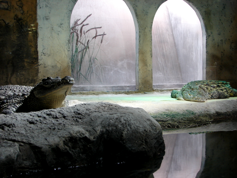 Nace un cocodrilo del Nilo en Zaragoza, el décimo que ve la luz a orillas  del Ebro - Asociación Legado Expo Zaragoza 2008